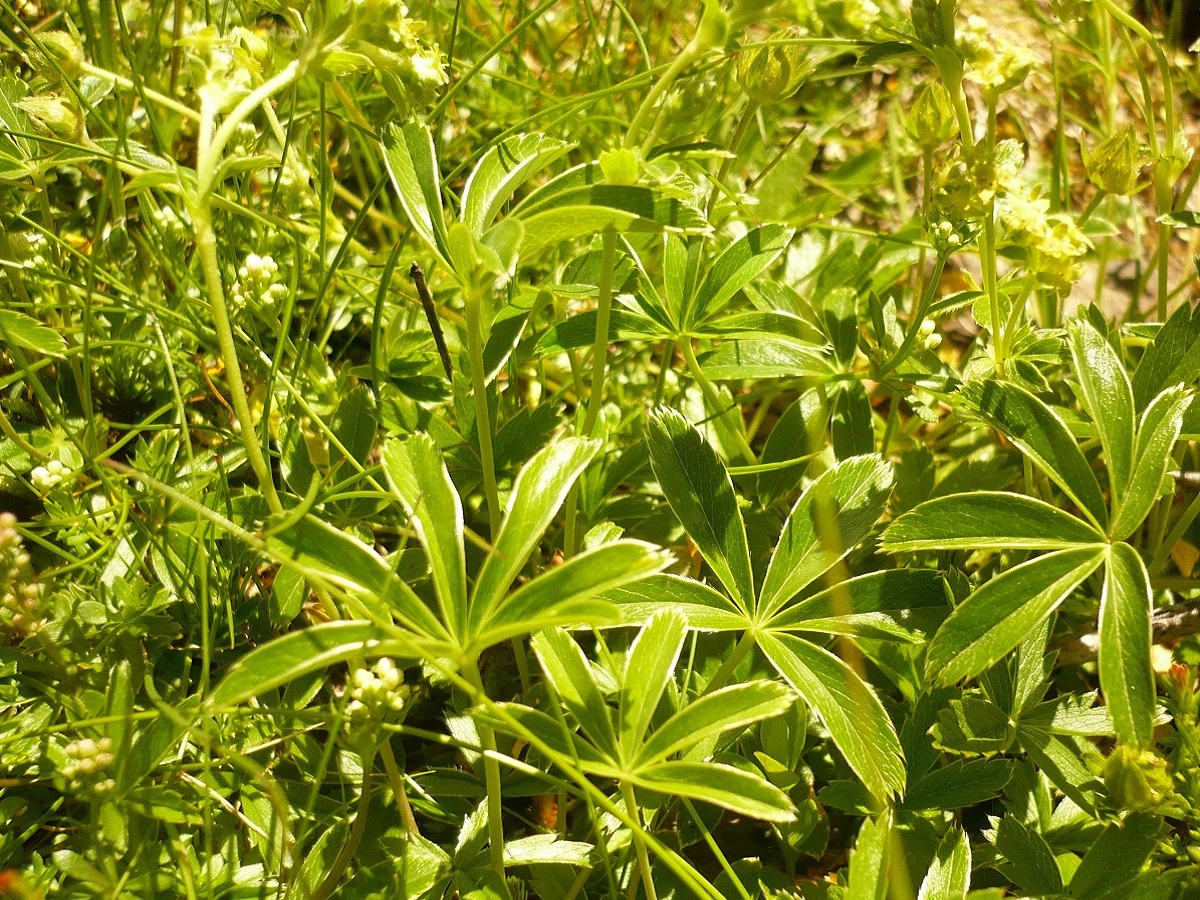 Alchemilla alpina (Rosaceae)